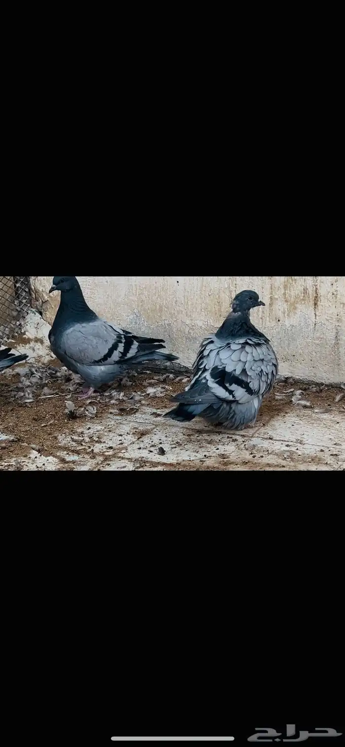 طبات فرش top 0