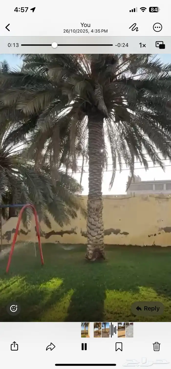 نخل طويل مستغنى عنه 7