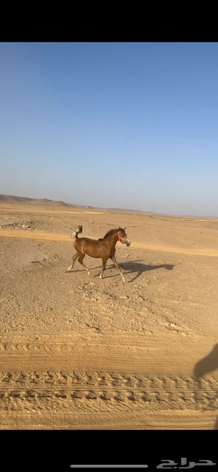 مهره شعبيه شيخه 1