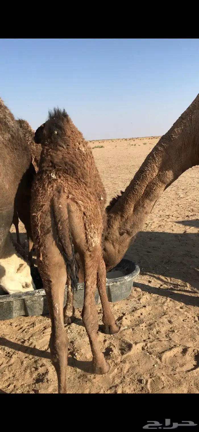 لبانيات للبيع 0