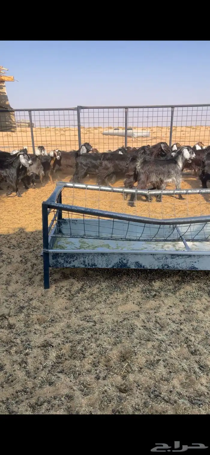 جفار مقنوي وذباح 0