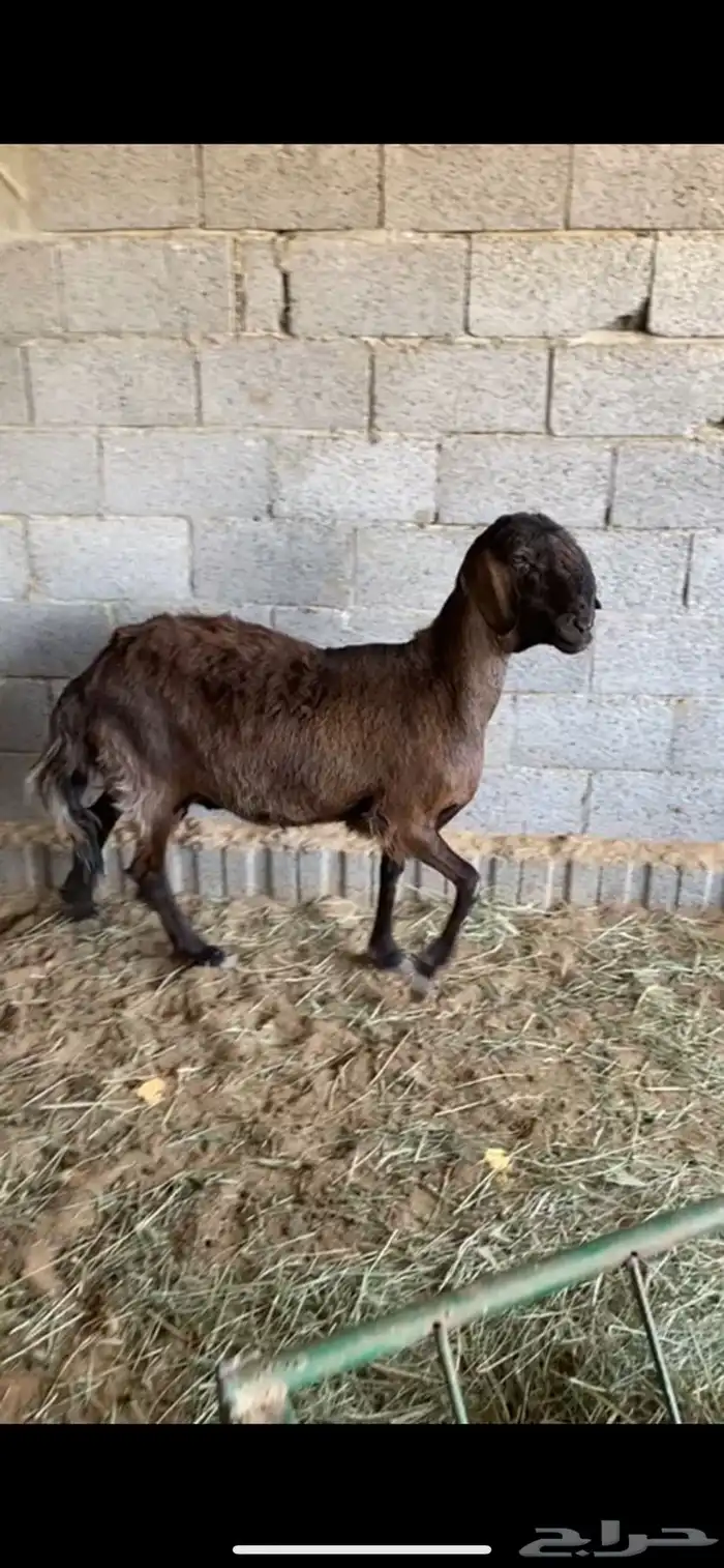 للبيع شاه ساكنيه صنف فاخره 0