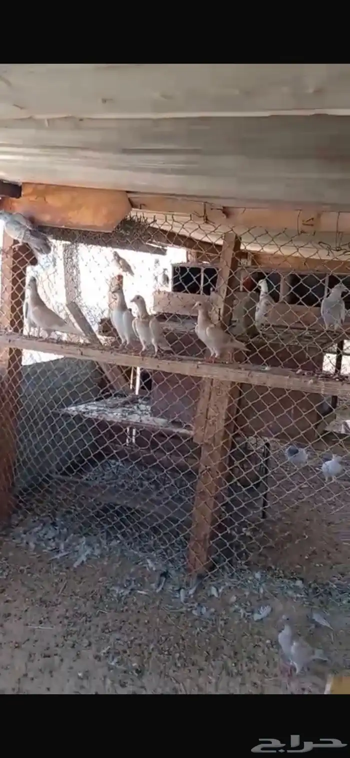 حمام زواجل اصلي مافيه. تهجين 0