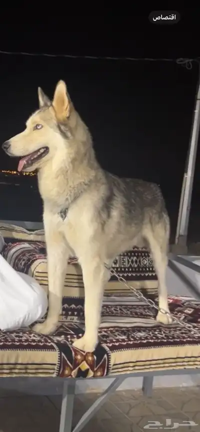 كلب هاسكي اليف جدااا ولعوبب index