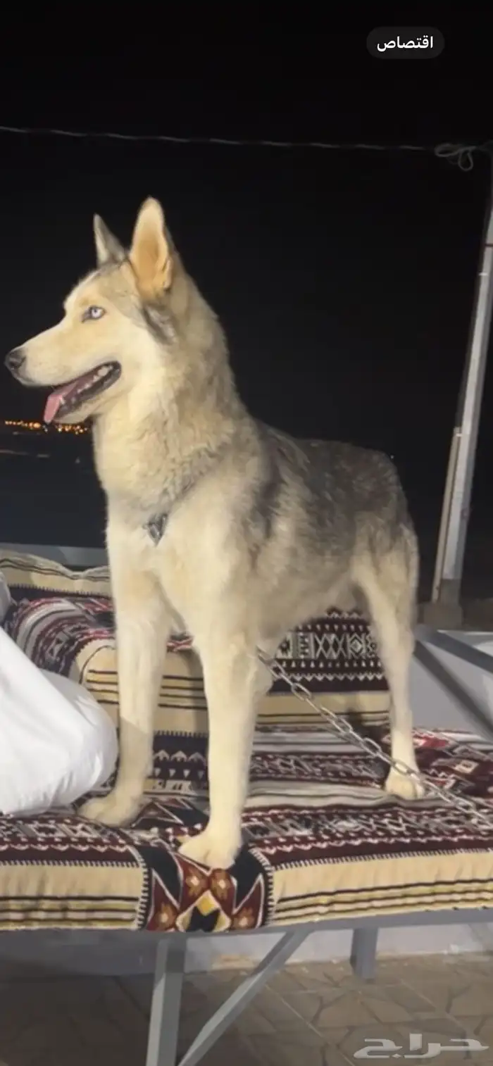 كلب هاسكي اليف جدااا ولعوبب 3