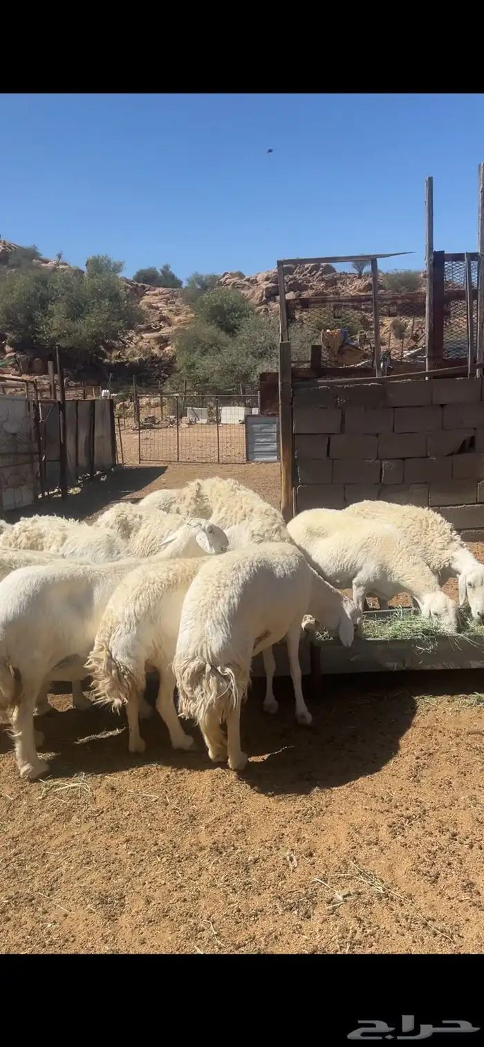 غنم مراح دفيع وخلفات 3