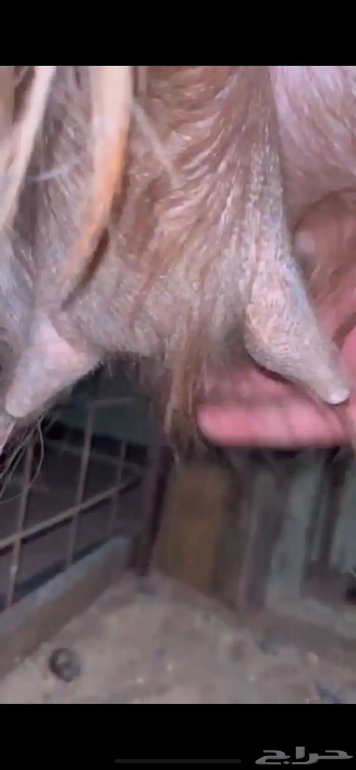 للبيع عنز مصريه كفو دافع شرط على السونار ( تم البيع ) 2