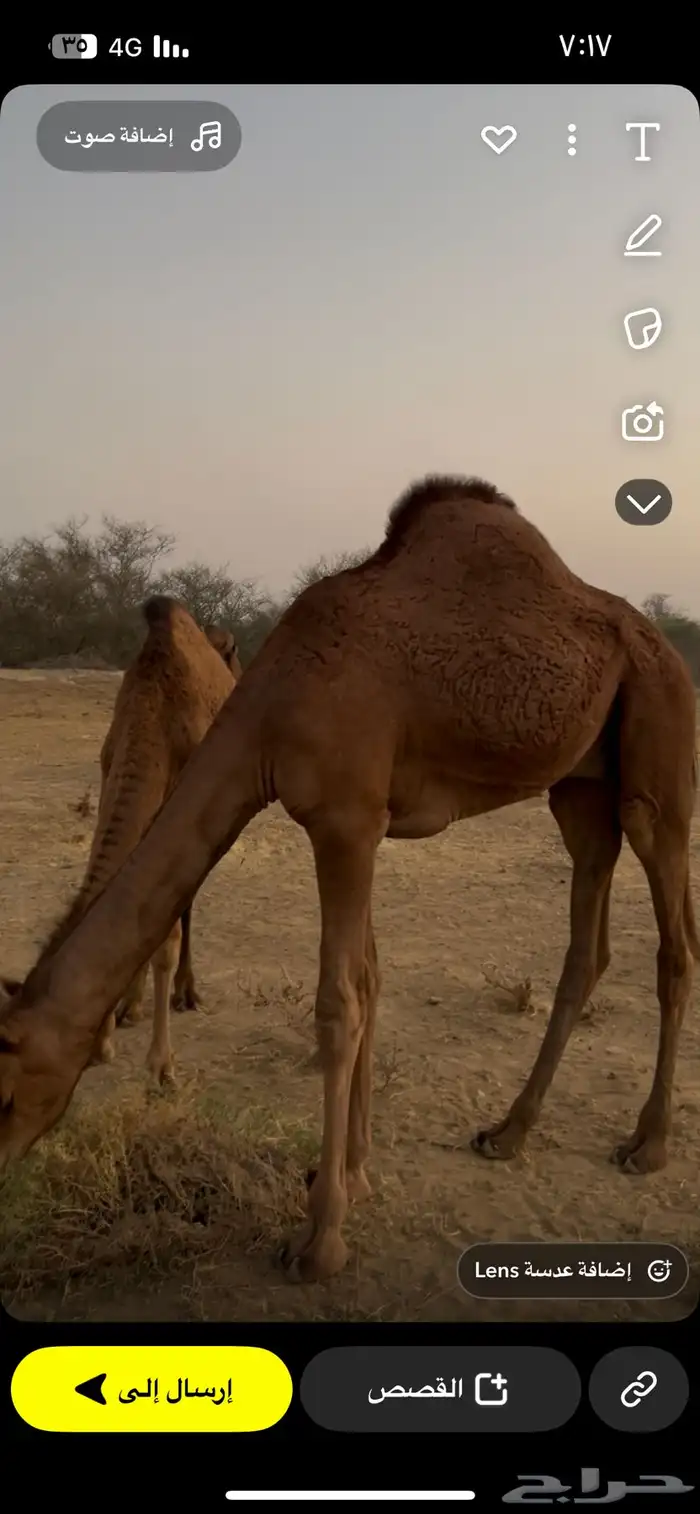قعدان لباني 2 تحت امهاتها 0