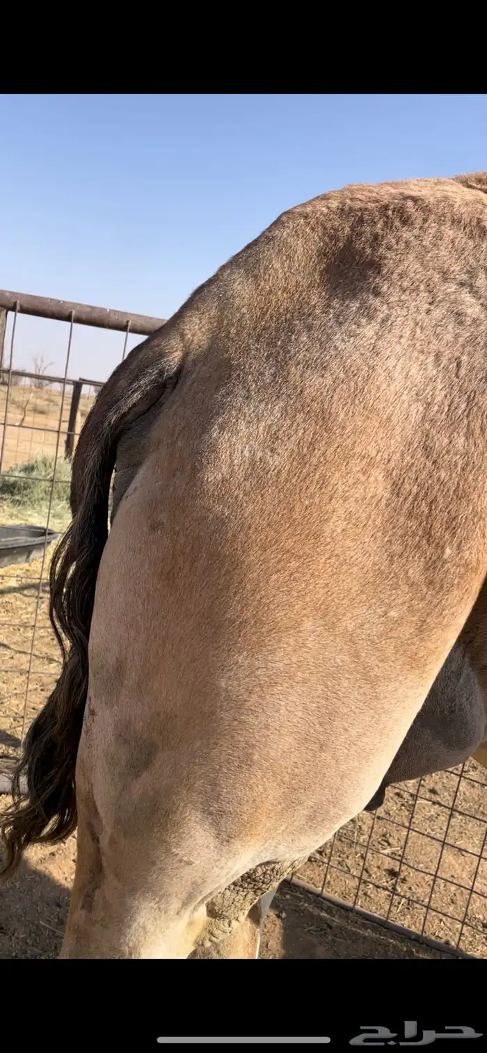 حمرا ملاقي رحول 1