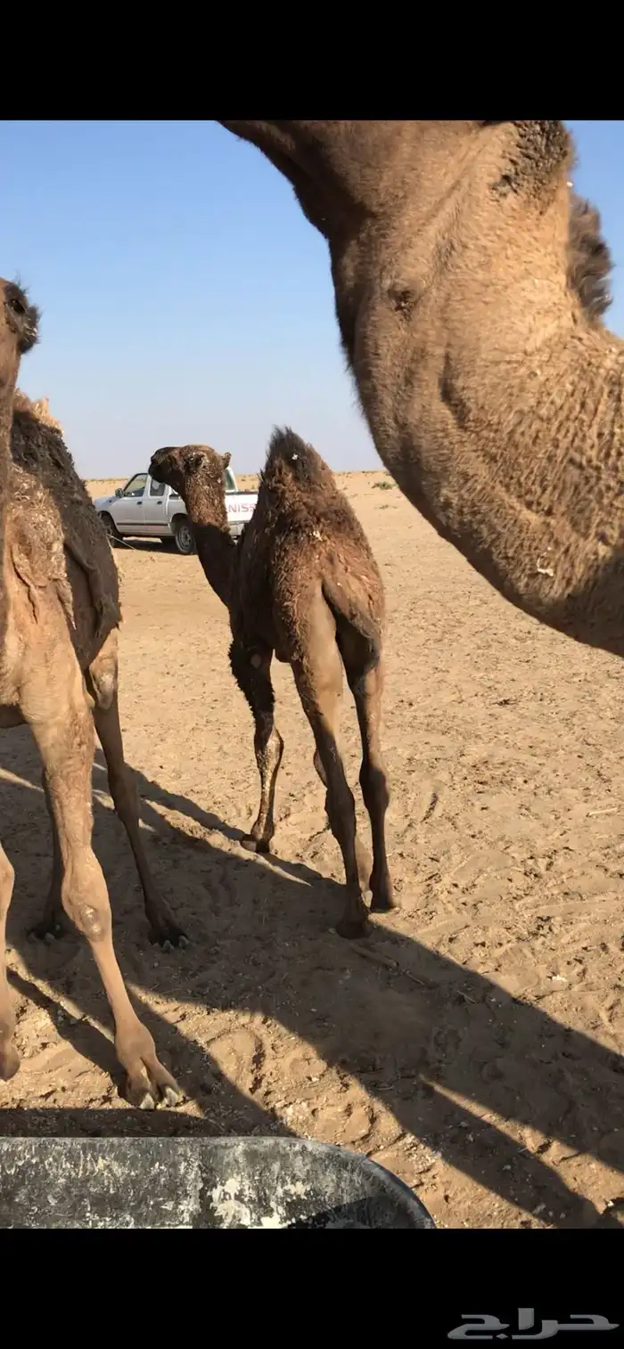 لبانيات للبيع 2