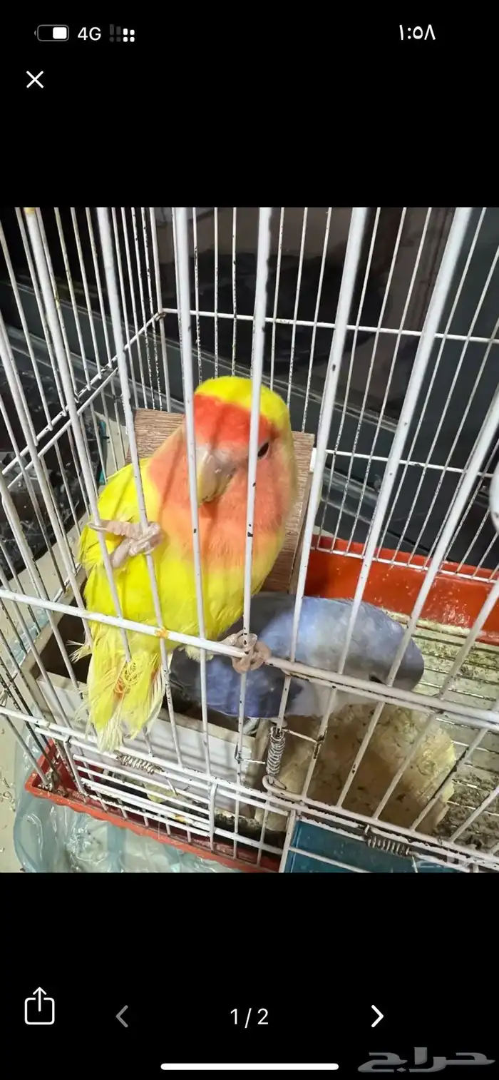 روز اصفر عيون حمر و بنفسجي دايم يبيض واناث 0