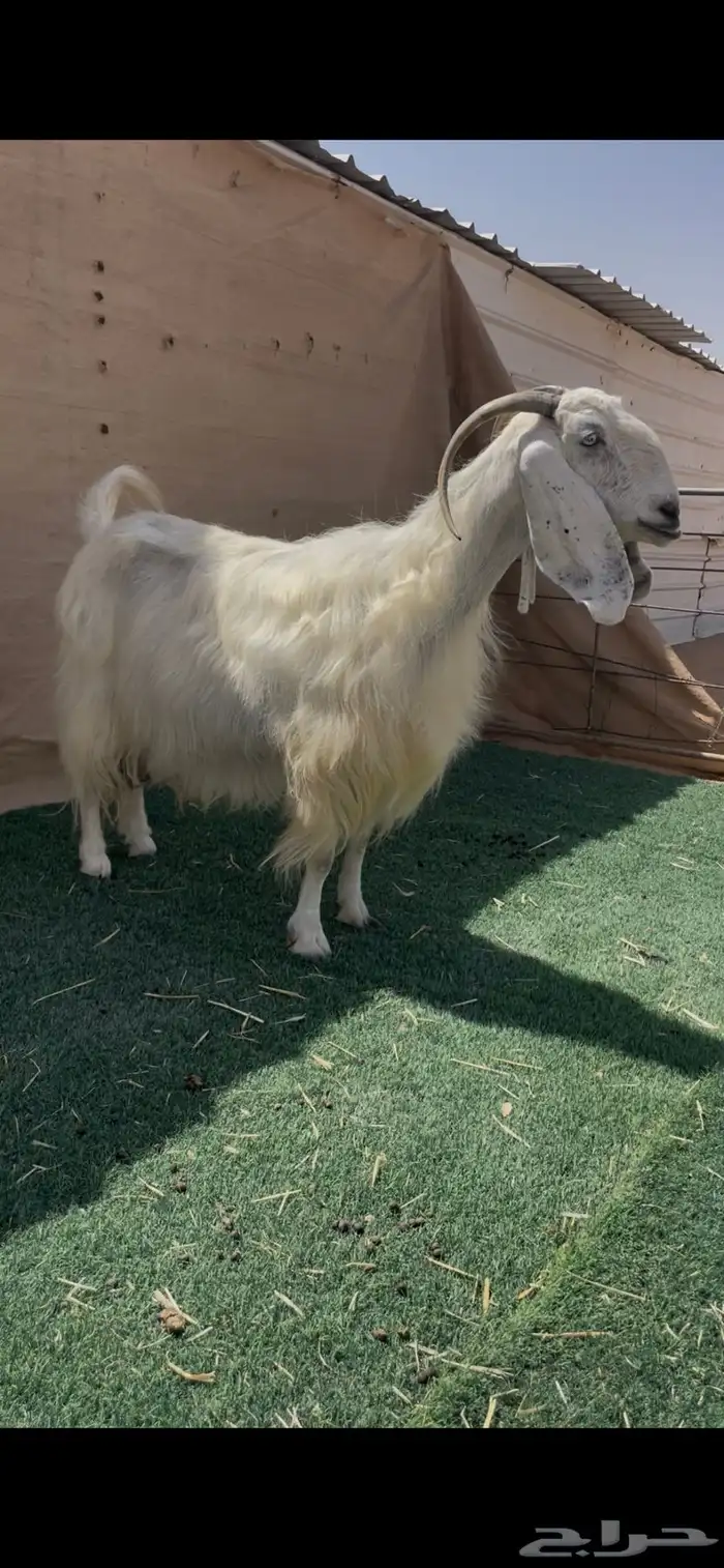 عند مشروكه خصمم ديس فاخر 0