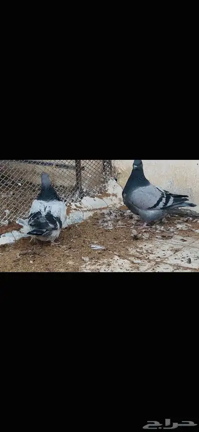 طبات فرش top index