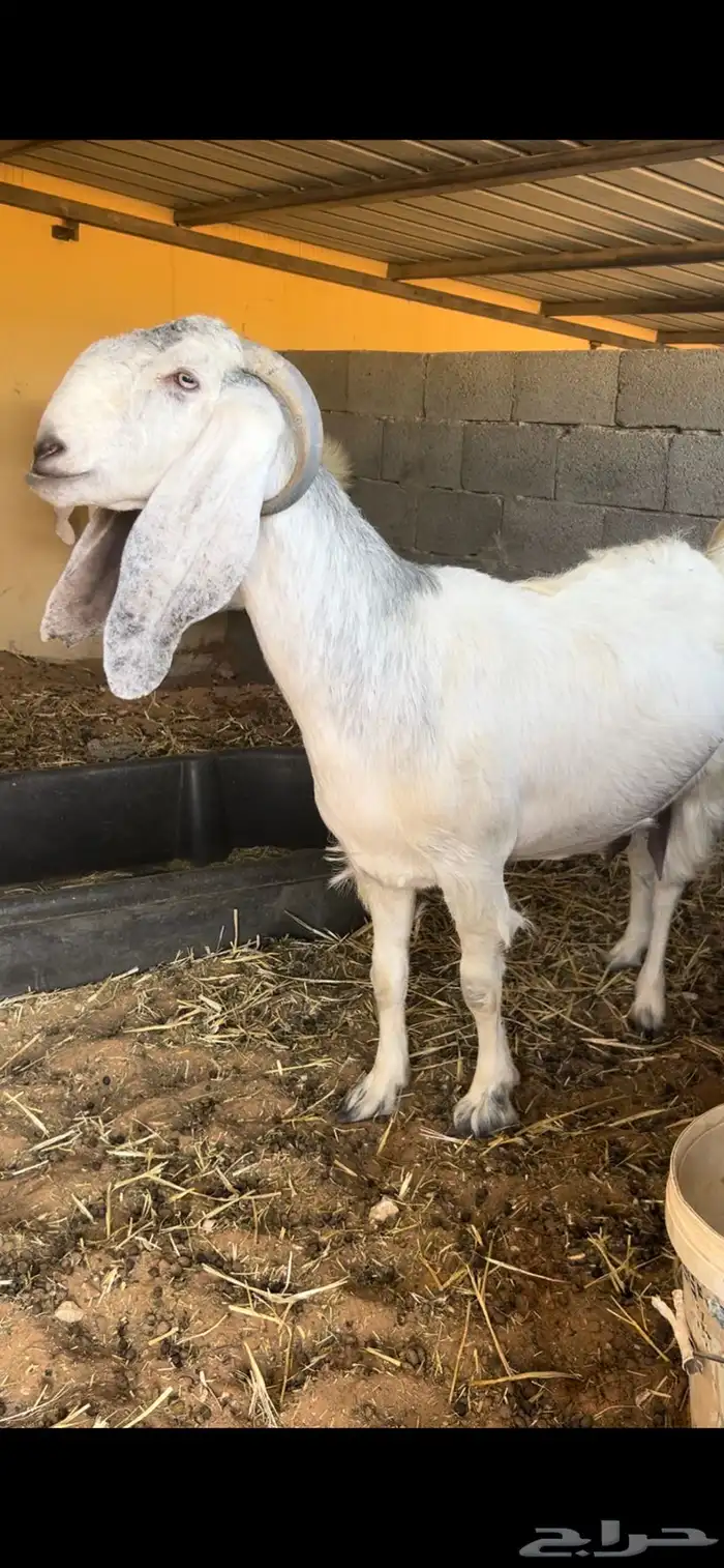 معزاء حصيب 0