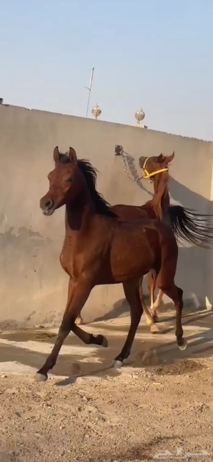 مهره شعبيه تنافس الواهو لعوبه 2