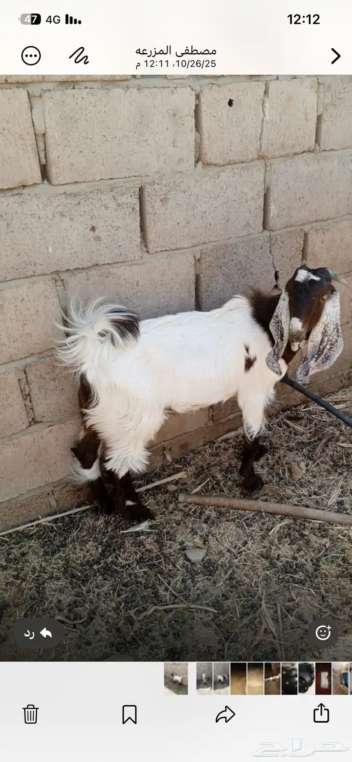 تيس مخصي عمره 8 شهور فل شحم ( تيماء ) 2