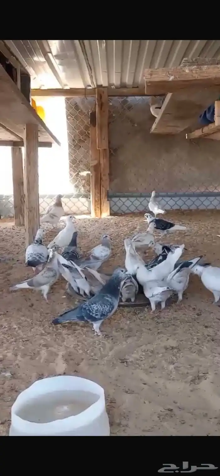 حمام زواجل اصلي مافيه. تهجين 1