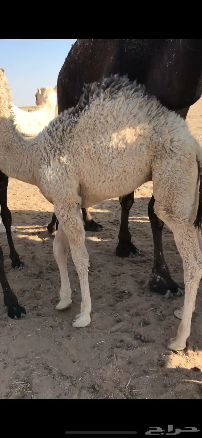 لبانيات للبيع 1