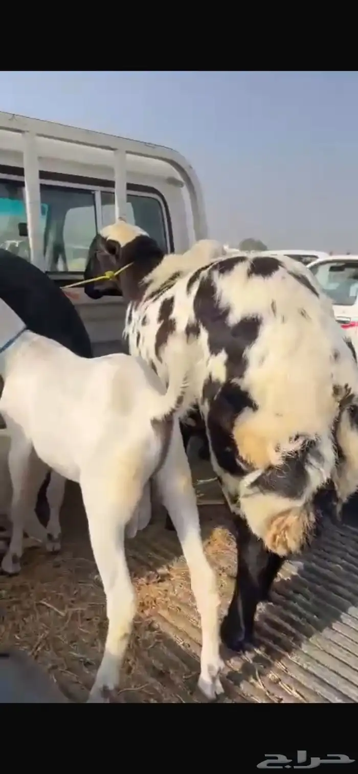 ضان بلدي مناتيج 4