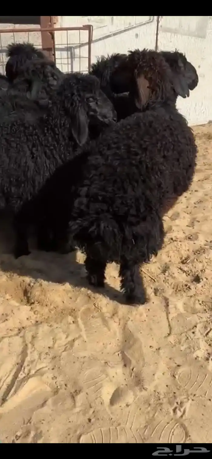 هرافا عرب 2