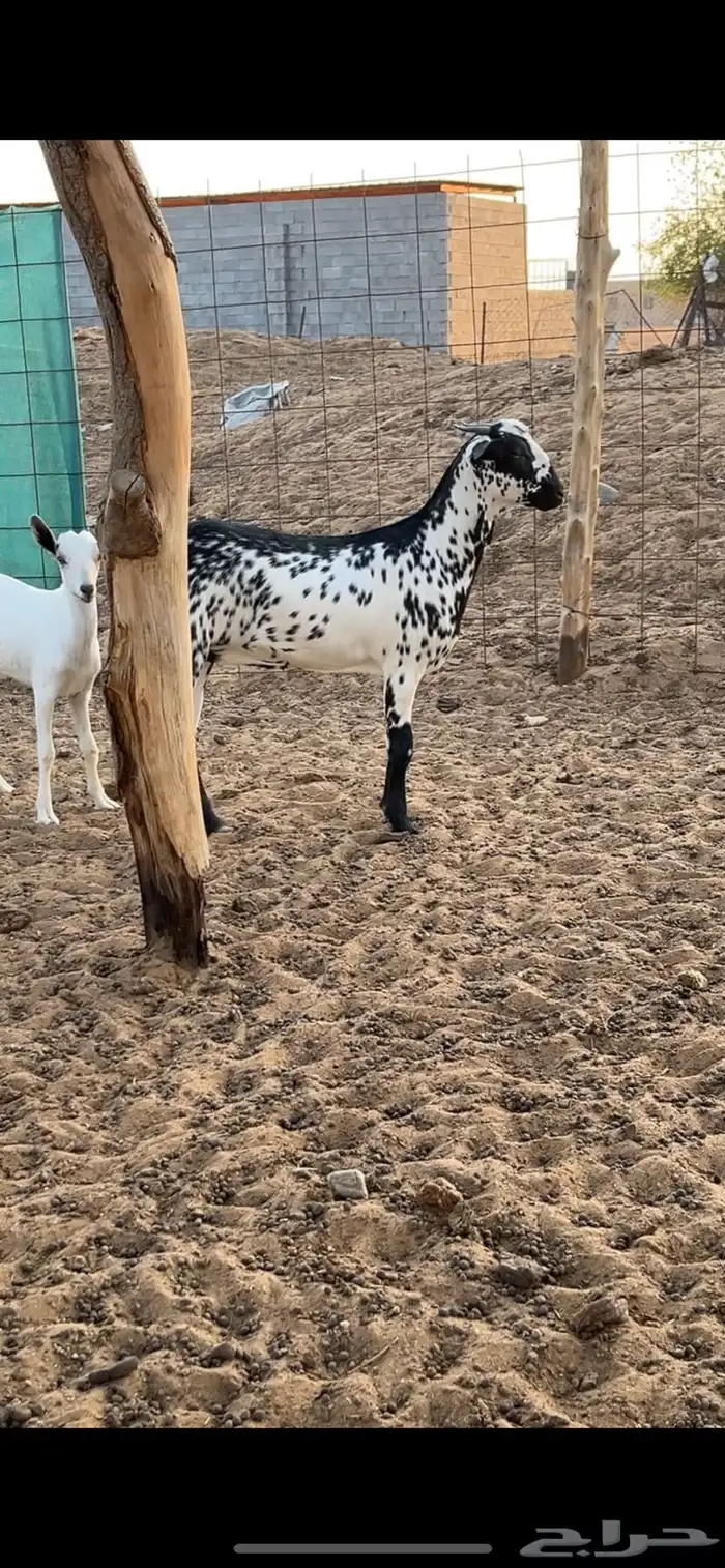 جفرة بيشيه صنف 2