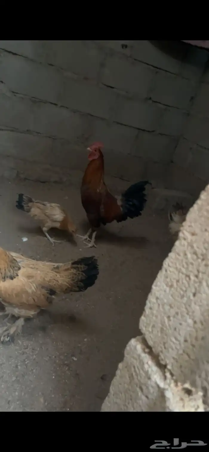 دجاج بلدي 2