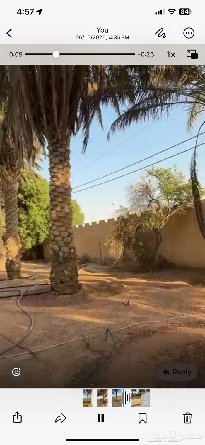 نخل طويل مستغنى عنه 8