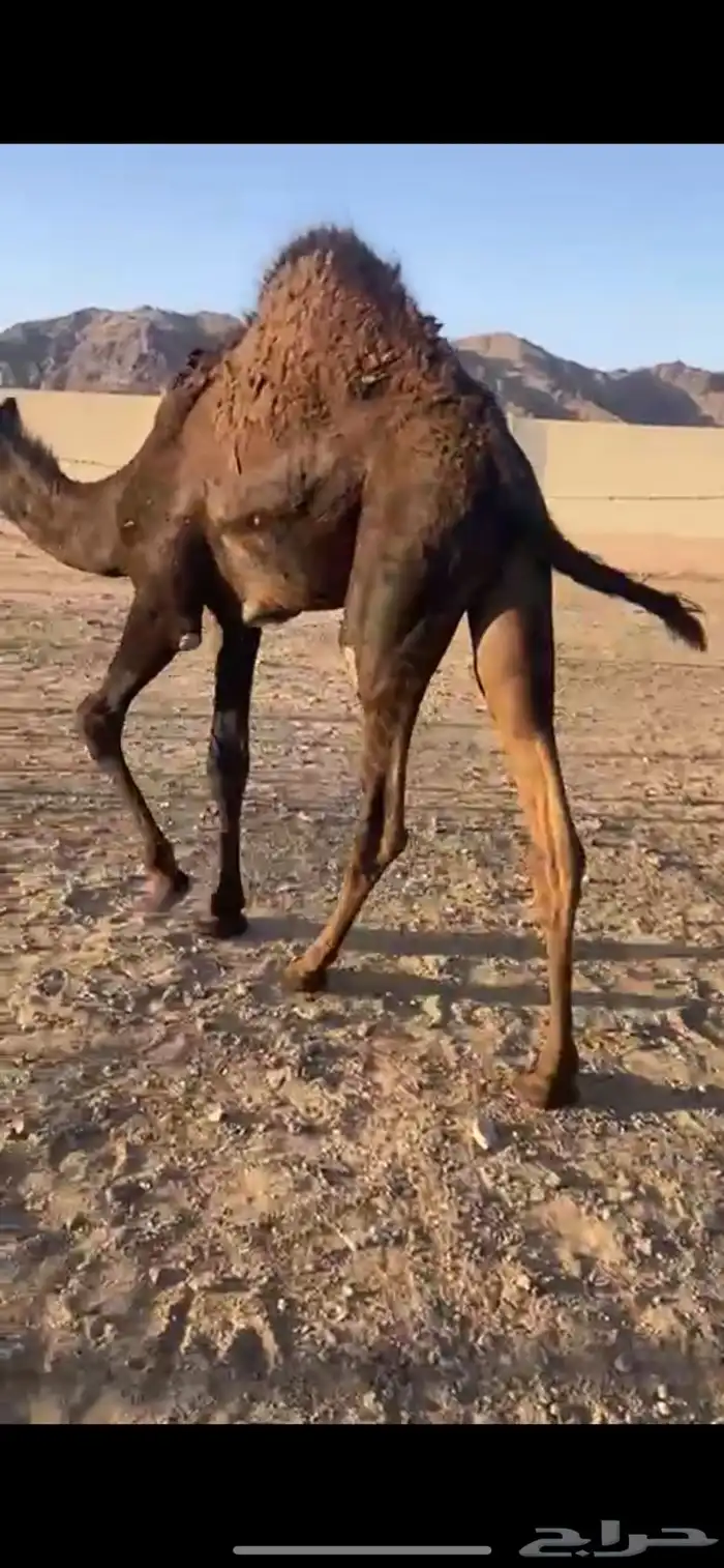 قعود بلدي مزال على حليب امه حته الان 2