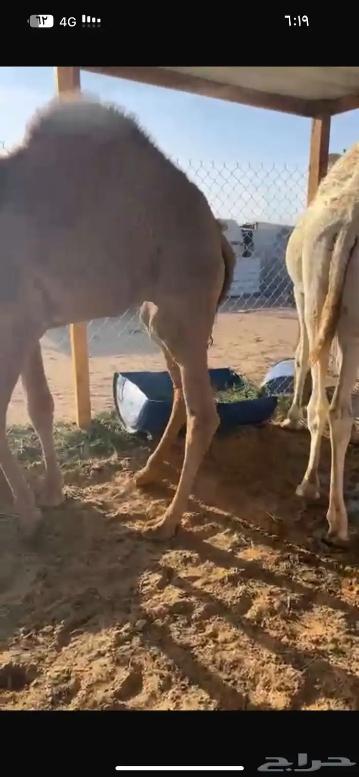 قعدان فوااخر مفاريد وعلى حليب 0