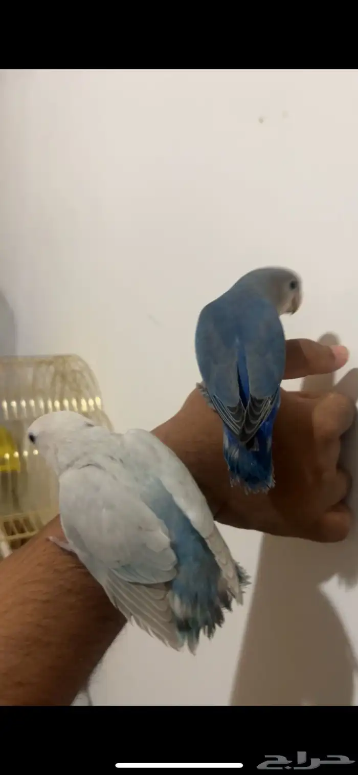 روزات اليفات وهدد والوان جميله فايلوت وبال فالو 4