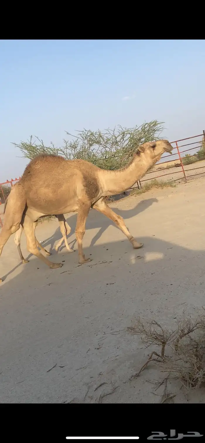 للبيع فحل اشقح ولد خزام بعير حريب التمر 1