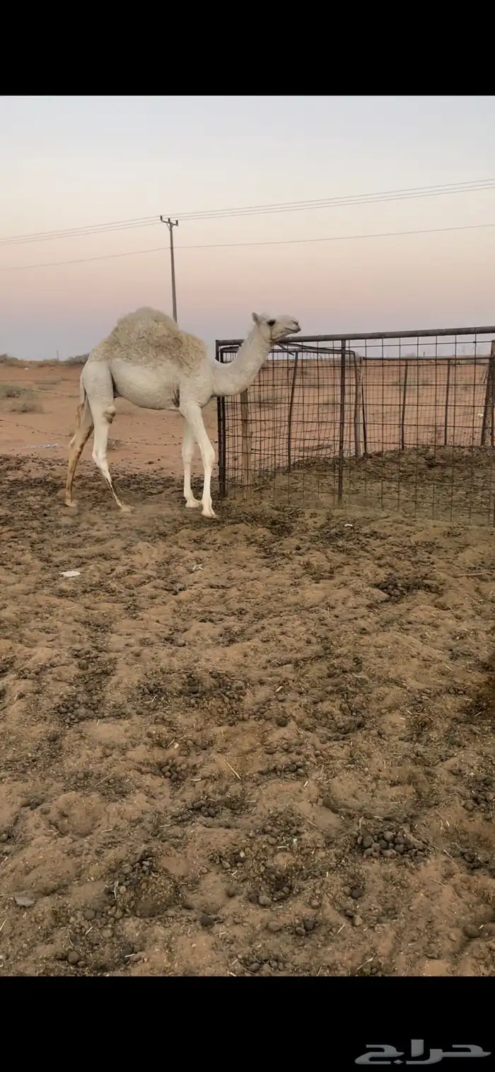 قعود ولد عشره على حليب امه العمر 9 شهور بدون مكعبات 2