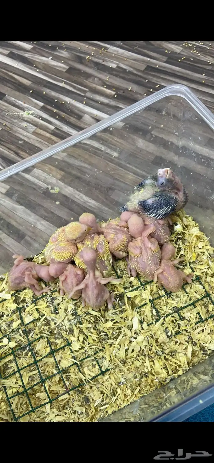 محمية روز لاتينو منتجين 3