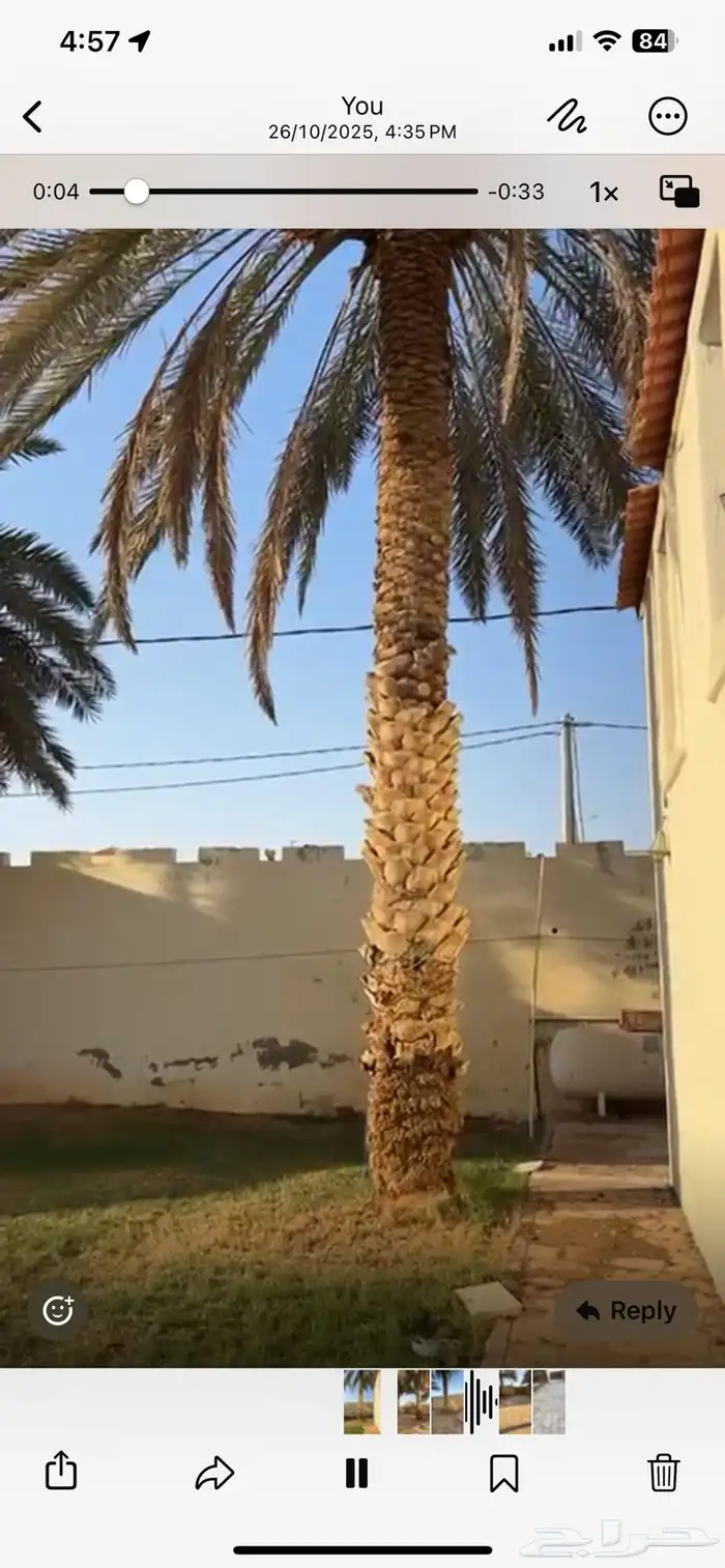 نخل طويل مستغنى عنه 6