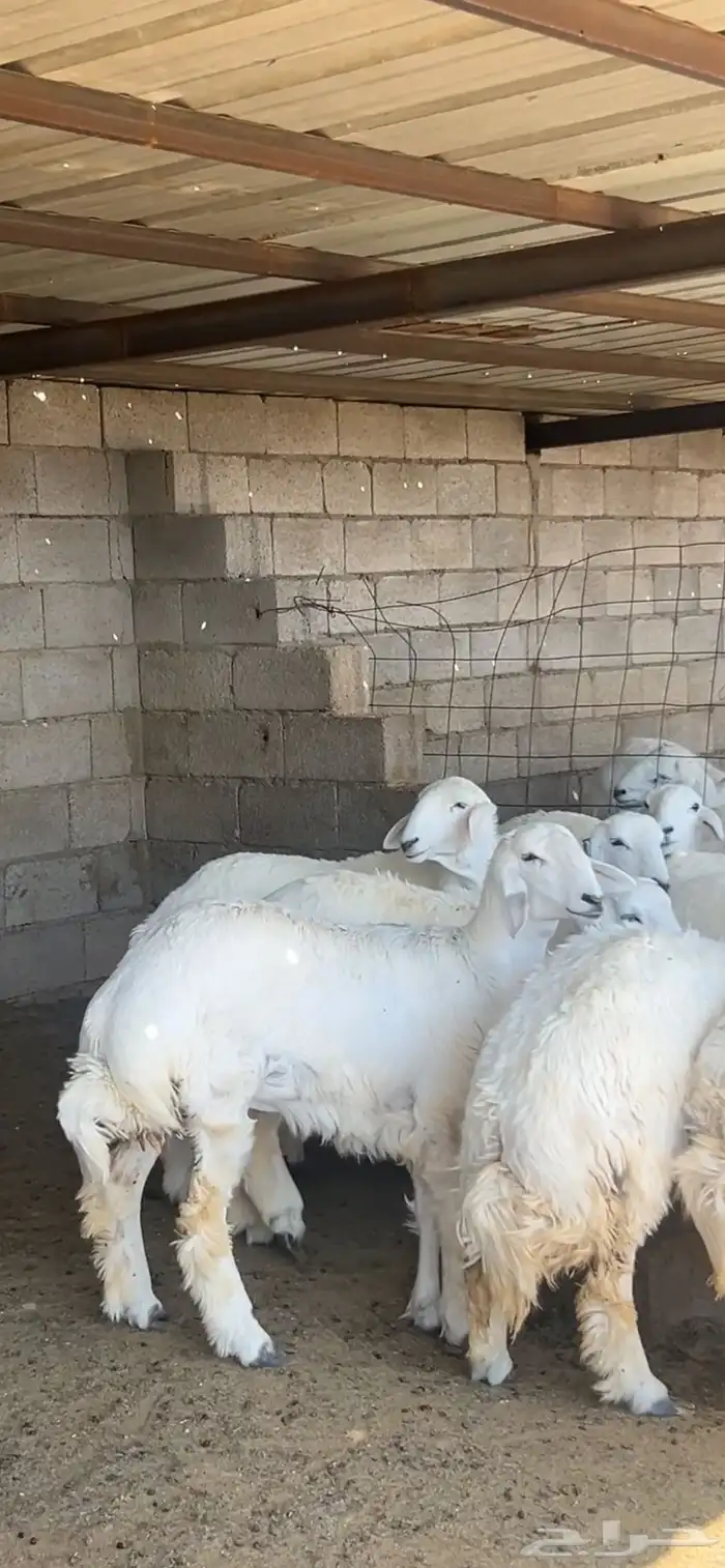 رخال صنف فاخر درجه اولى ( تم البيع ) 0