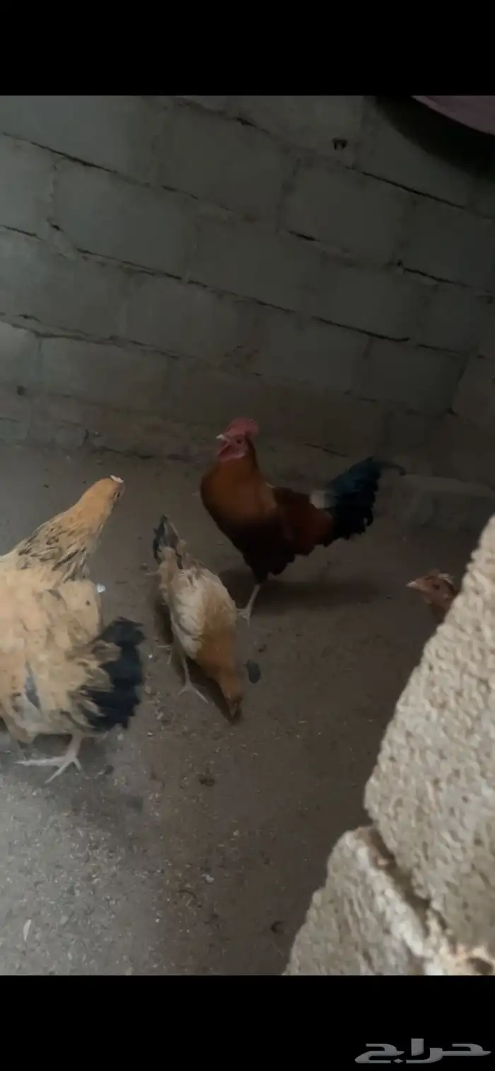 دجاج بلدي 1