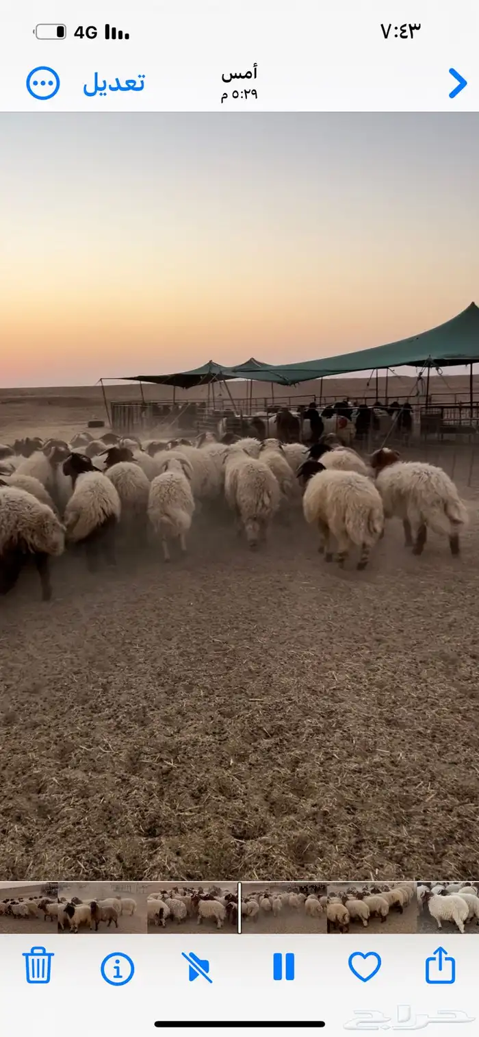 للبيع بهم نعيم جذعان خروف صافي 4