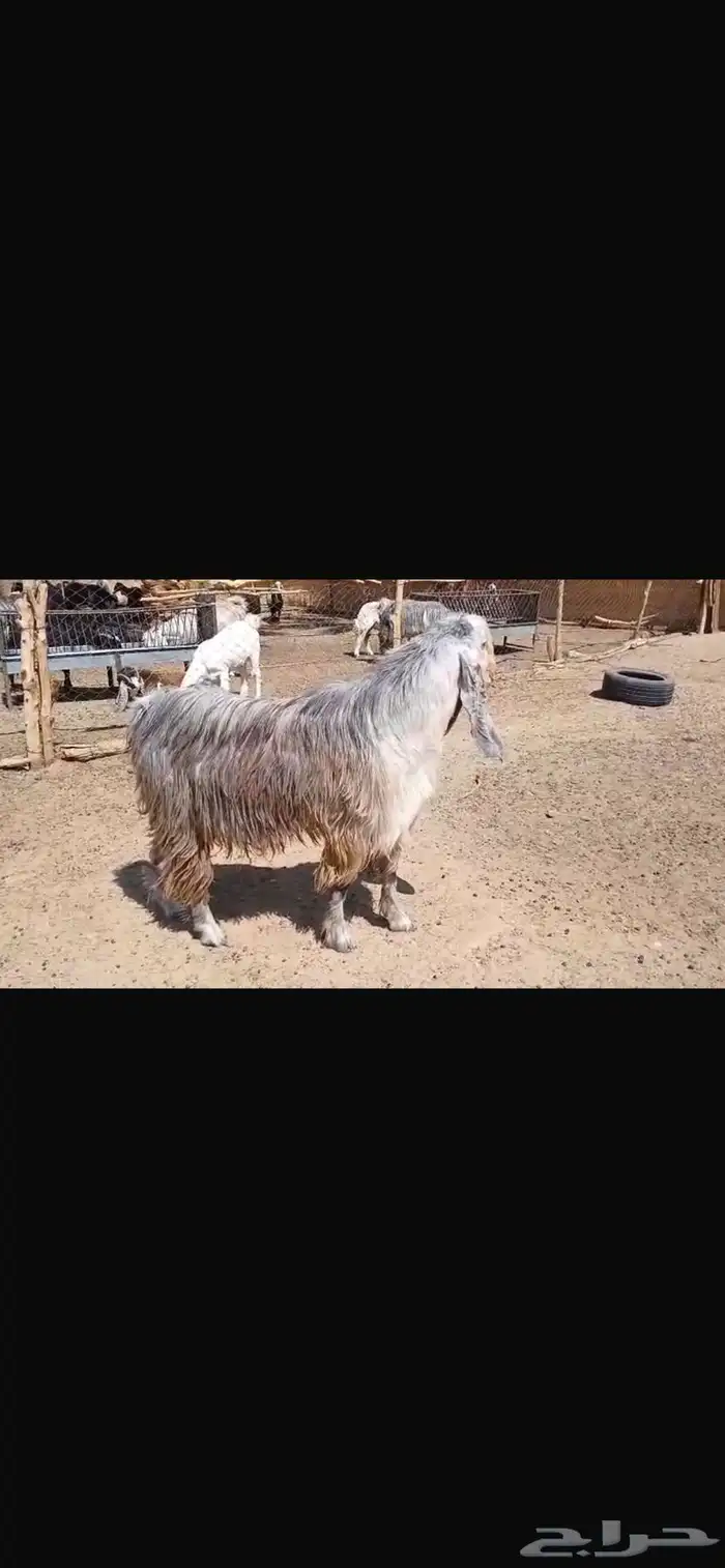 فحل تيس فاخر 2