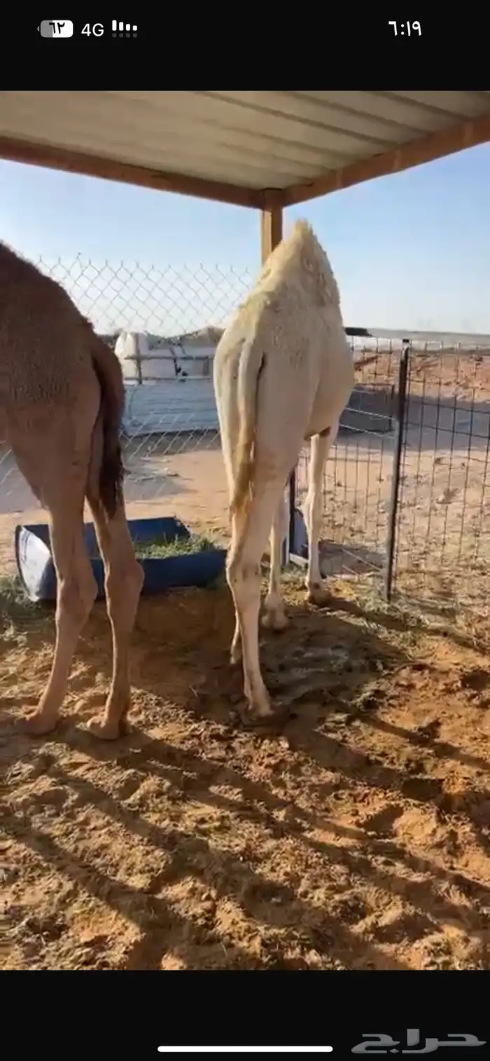 قعدان فوااخر مفاريد وعلى حليب 1