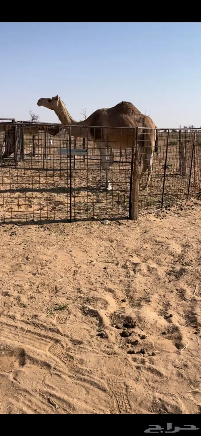 حمرا ملاقي رحول 0