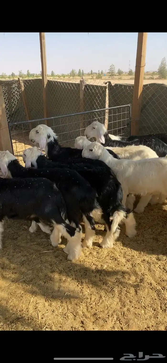 بهم نجد للبيع طليان نجد تم البيع 1