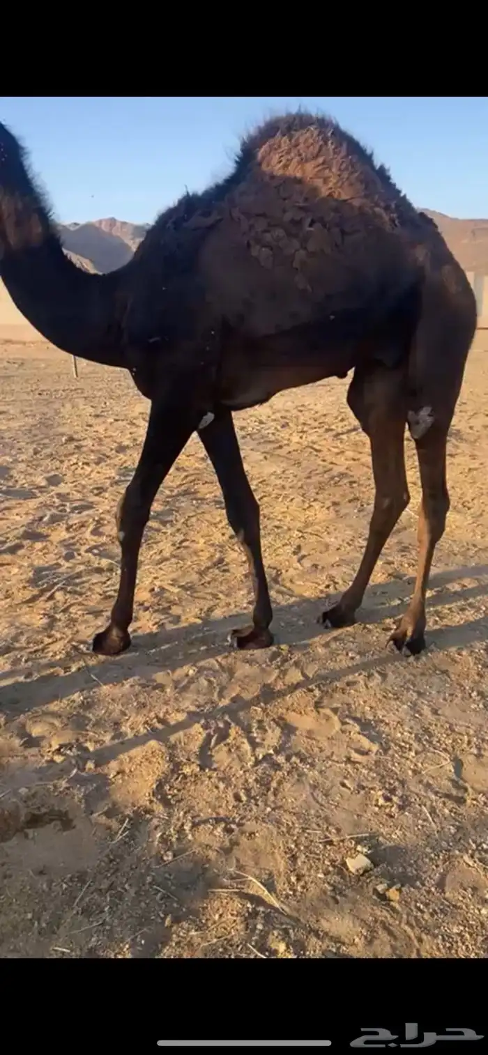 قعود بلدي مزال على حليب امه حته الان 3