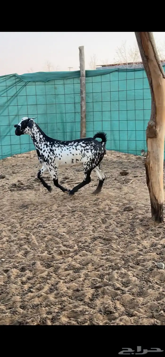 جفرة بيشيه صنف 9