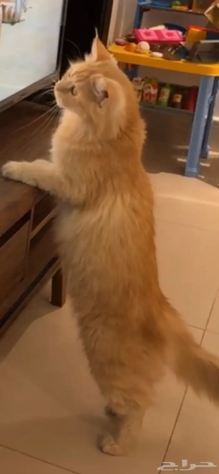 تبني 1