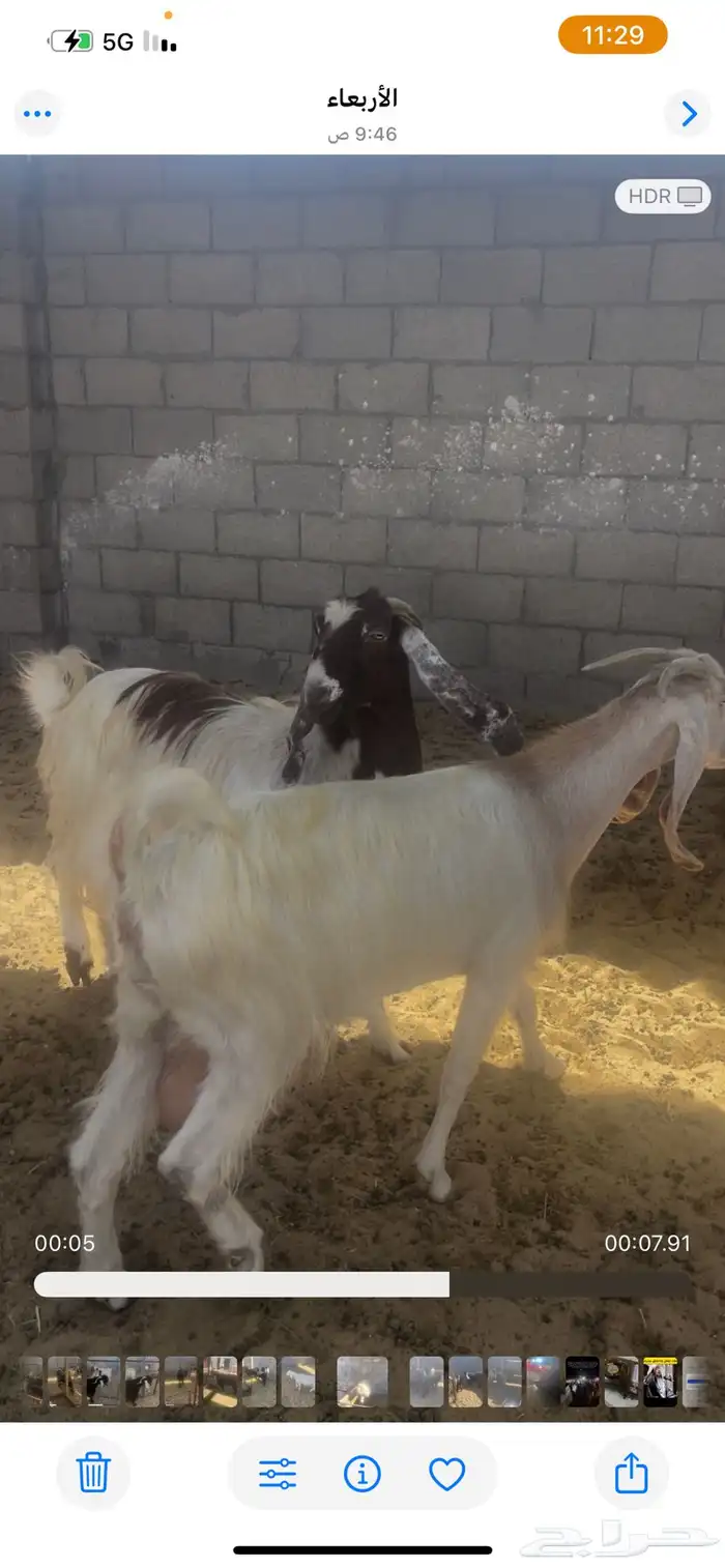 معزاء صفر 1
