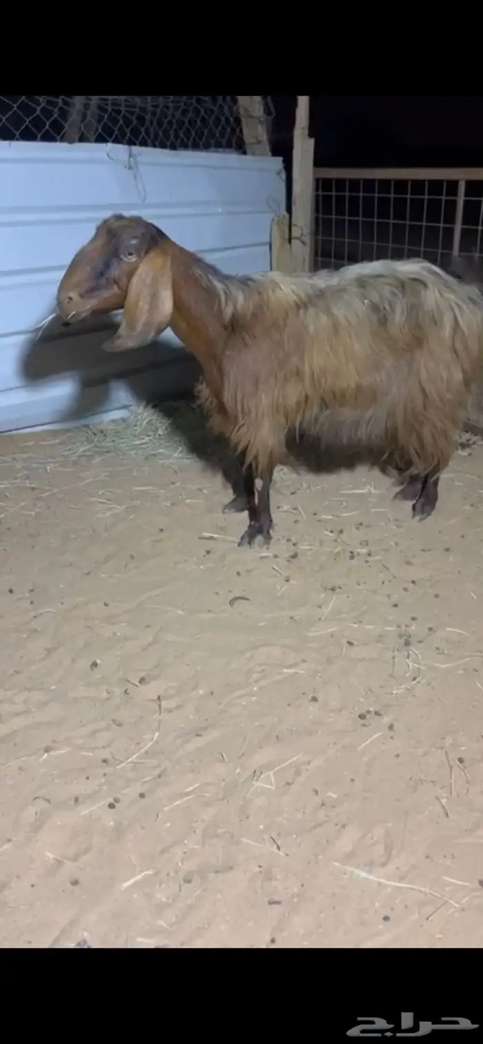 للبيع عنز مصريه كفو دافع شرط على السونار ( تم البيع ) 0