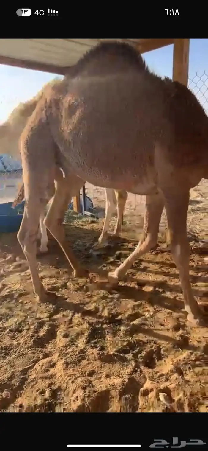 قعدان فوااخر مفاريد وعلى حليب 5