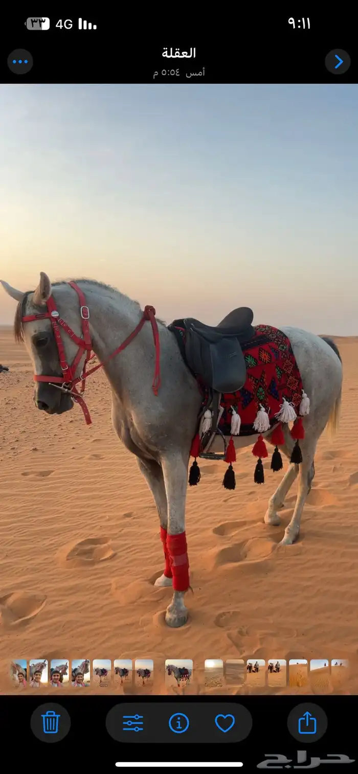 فرس عربيه شعبيه للبيع 0