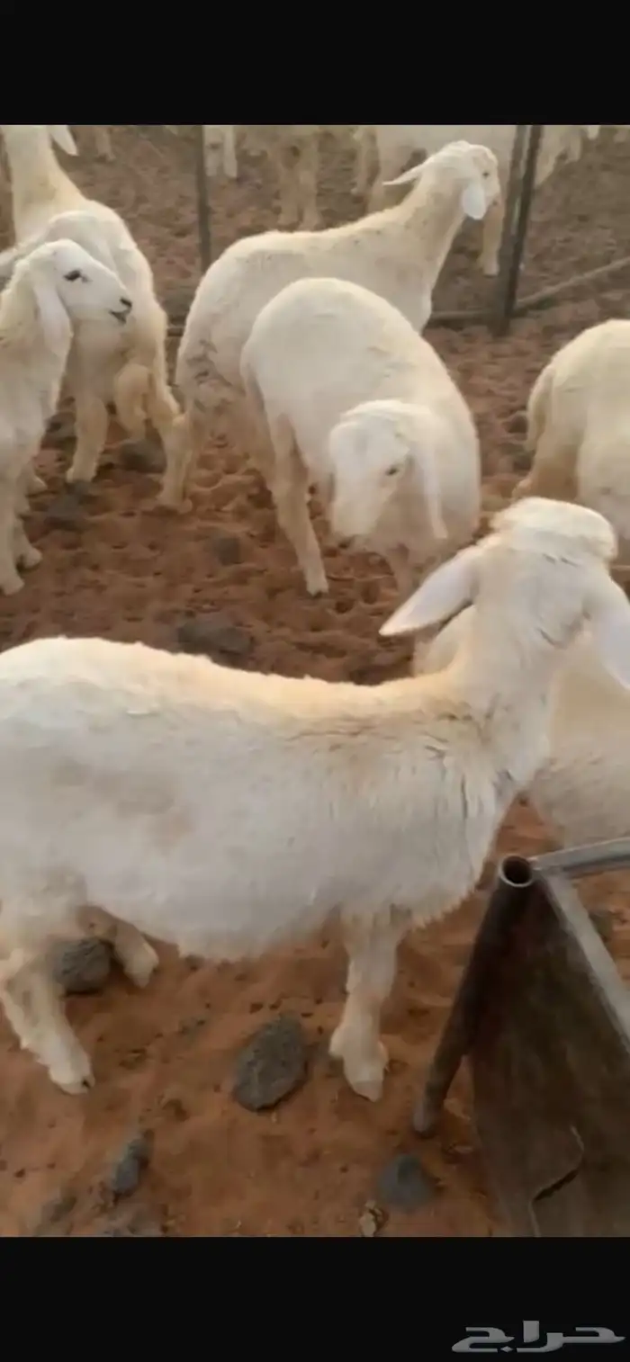 خرفان حريات 1