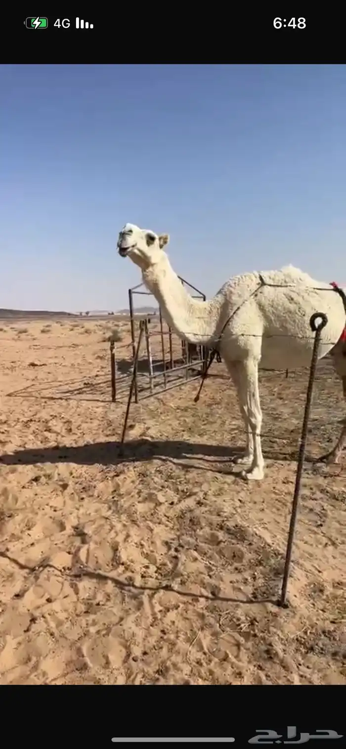 ناقه عشراء تحتها قعود 0